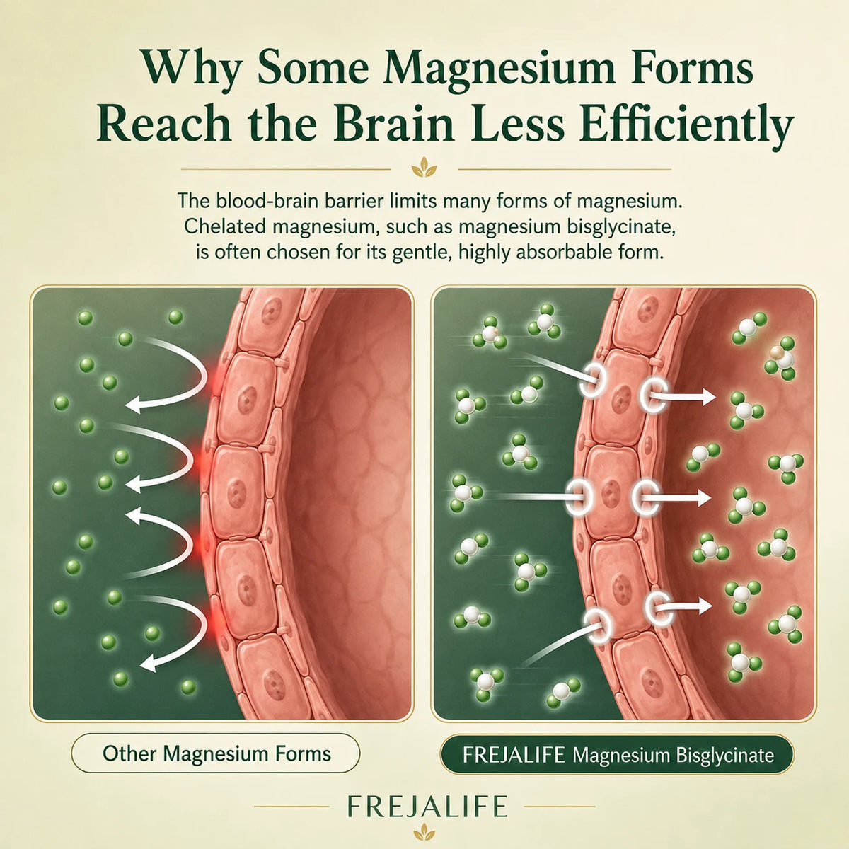 FREJALIFE Magnesium Bisglycinate Gummies